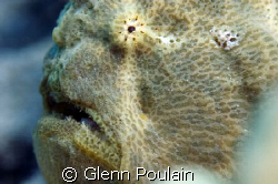 Commersons' Frogfish - This is a big fellow indeed. by Glenn Poulain 